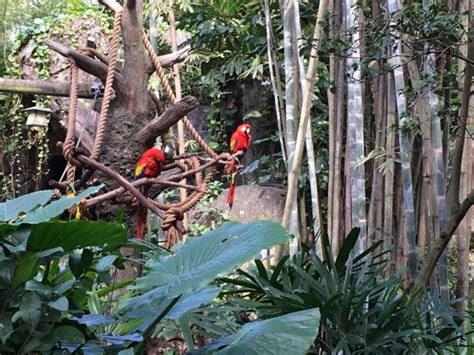 Animal Kingdom Exhibits