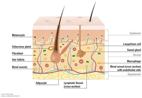 Applications of Human Skin Diagrams