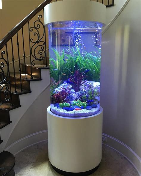 Aquarium design for fish enthusiasts