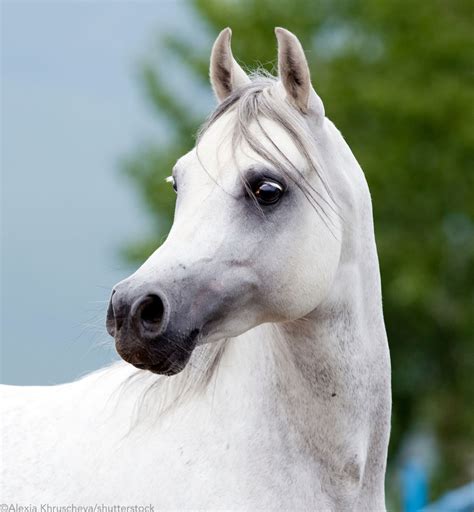 Arabian Horse