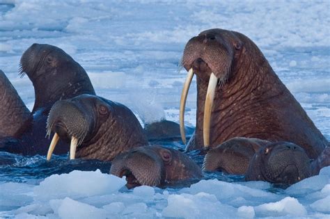 Arctic mammals