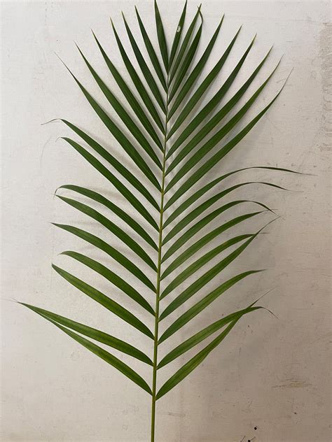 Areca Palm Leaf Template