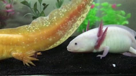 Axolotl breeding