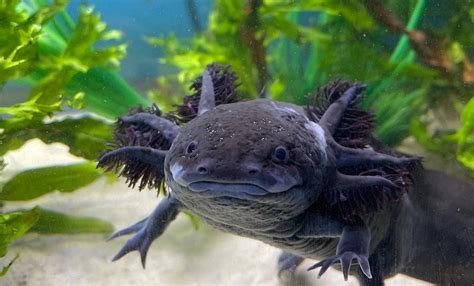 Axolotl care