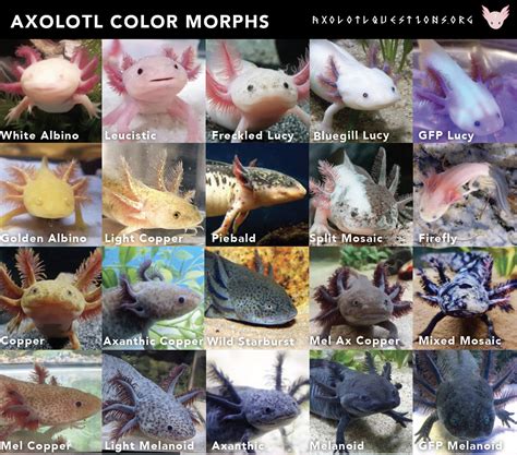 Axolotl colors