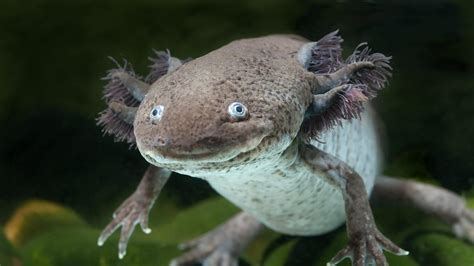 Axolotl conservation