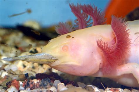 Axolotl diet