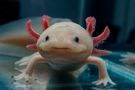 Axolotl habitat