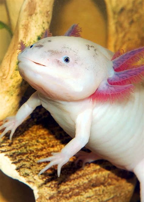 Axolotl photos