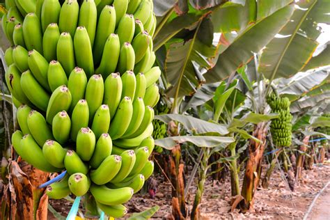 Banana Cultivation Techniques