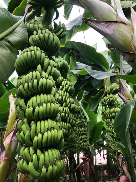 Innovative Banana Cultivation Techniques