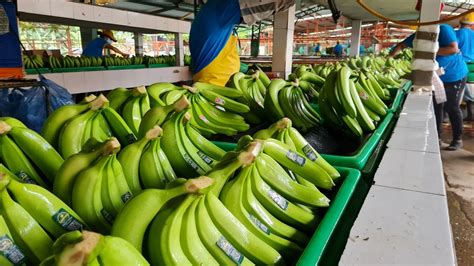 Banana Exports and Trade