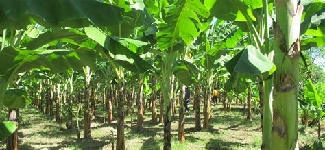 Banana Farming Practices