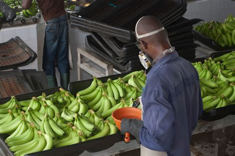 Banana Industry Impact