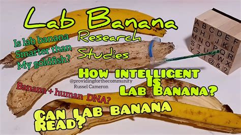 Research on Banana Diseases