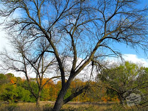 Bare Tree Autumn