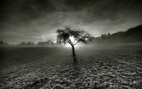 Bare Tree Landscape