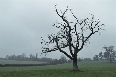 Bare Tree Spring