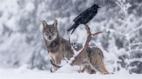 A wolf pack fighting