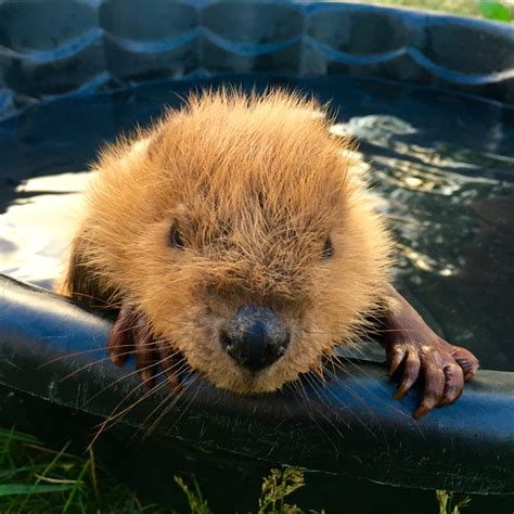 Description of Beaver Conservation