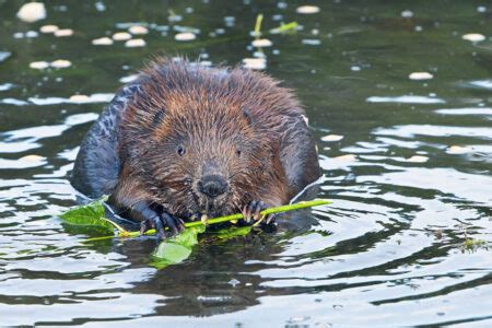 Description of Beaver Ecological Role