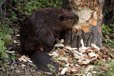 Description of Beaver Ecosystem