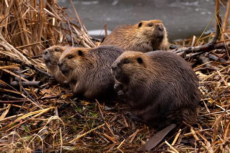 Description of Beaver Family