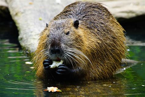 Description of Beaver Habitat