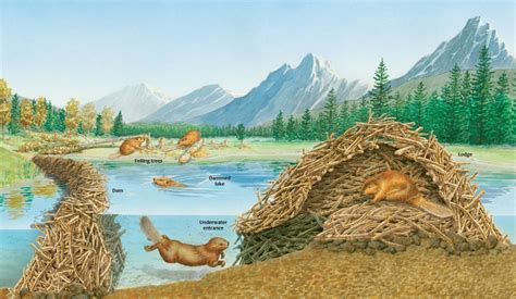 Description of Beaver Lodge