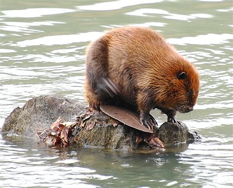 Description of Beaver Wildlife