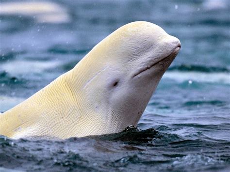 Beluga Whales at Mystic Aquarium