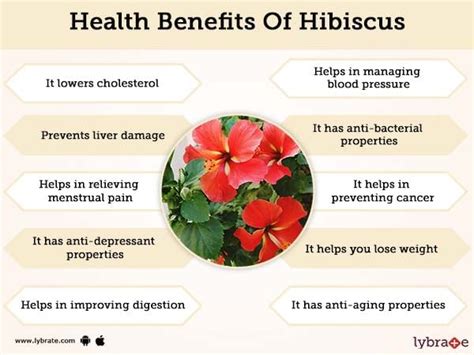 Benefits of Hibiscus Templates