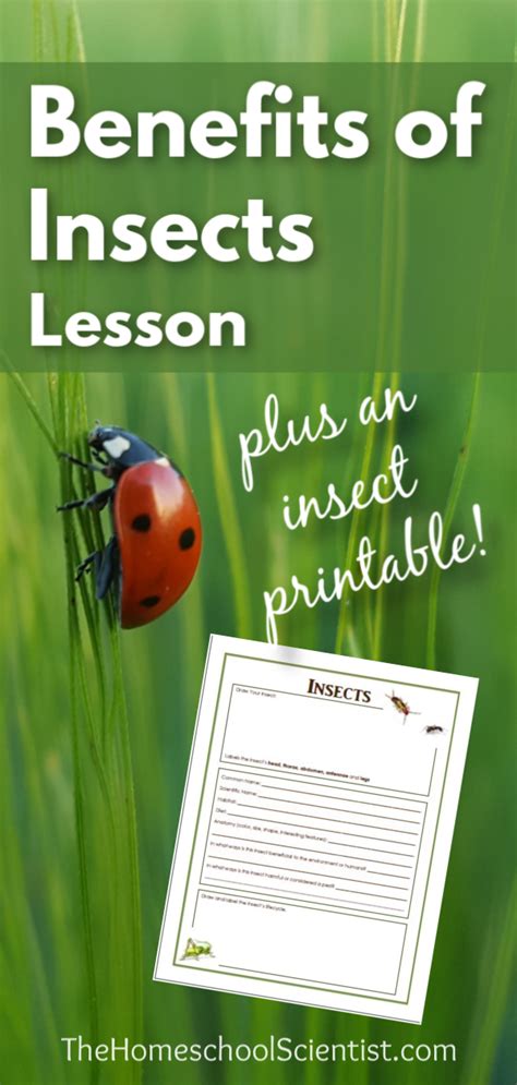 Benefits of insect flashcards