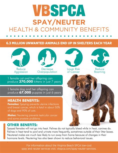 Benefits of Spaying