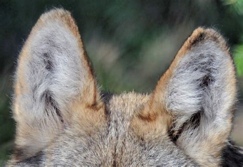 Benefits of Wolf Ears