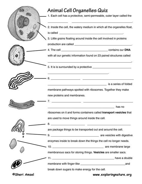 Biology worksheets for students