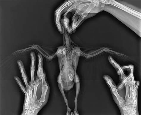 X-ray Image of a Bird