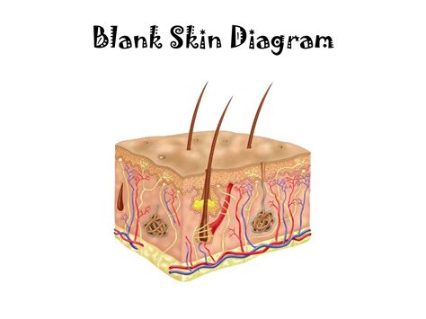 Blank Human Skin Diagram