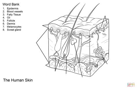 Blank Human Skin Diagram Printable