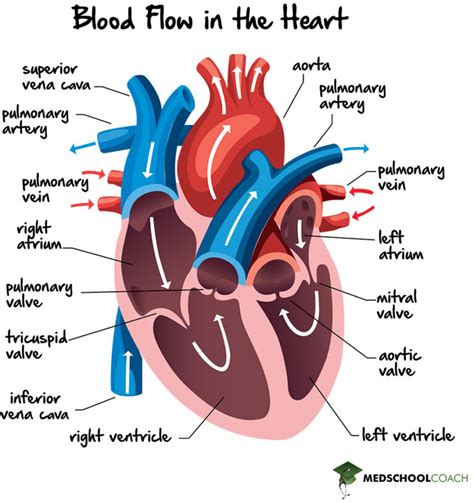 Blood Flow