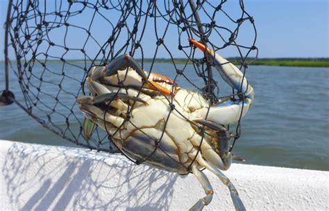 Blue Crab Fishing