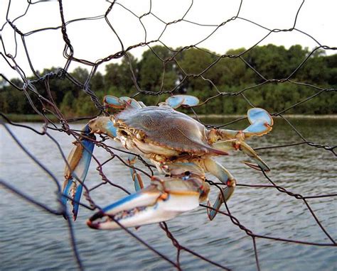 Blue Crab Season