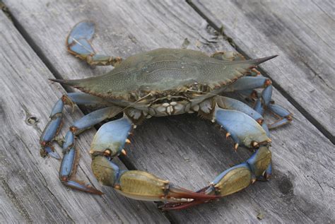 Blue Crabs