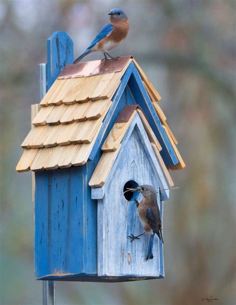 Bluebird Birdhouse