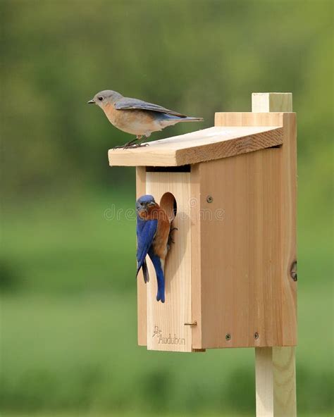 Bluebird Nesting Box Image 2