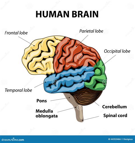 Brain Anatomy