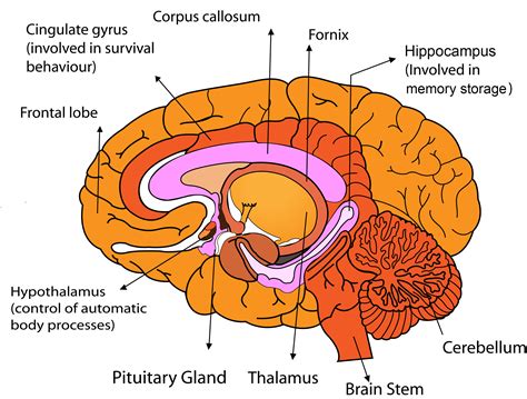 Brain Section