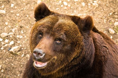 Conservation efforts for brown bears