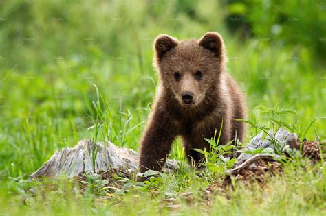 Brown bear cub