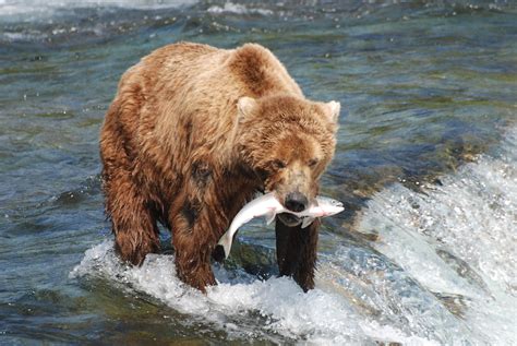 Brown bear feeding on salmon